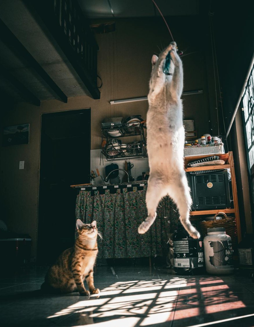 Cat jumping